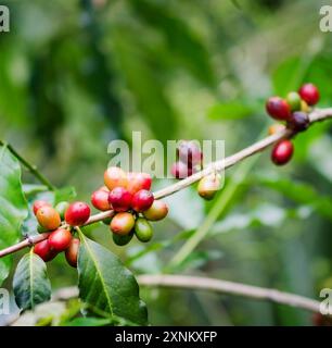 Grains de café sur la branche. Café Robusta Banque D'Images