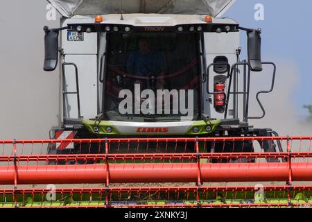 PRODUCTION - 01 août 2024, Saxe-Anhalt, Hötensleben : une moissonneuse-batteuse de la ferme Komp-Scheibe bat le blé dans un champ. La récolte de céréales est actuellement en cours dans la région de Börde, en Saxe-Anhalt. Photo : Klaus-Dietmar Gabbert/dpa crédit : dpa Picture alliance/Alamy Live News Banque D'Images