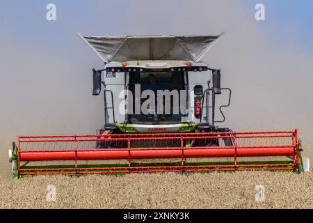 PRODUCTION - 01 août 2024, Saxe-Anhalt, Hötensleben : une moissonneuse-batteuse de la ferme Komp-Scheibe bat le blé dans un champ. La récolte de céréales est actuellement en cours dans la région de Börde, en Saxe-Anhalt. Photo : Klaus-Dietmar Gabbert/dpa crédit : dpa Picture alliance/Alamy Live News Banque D'Images