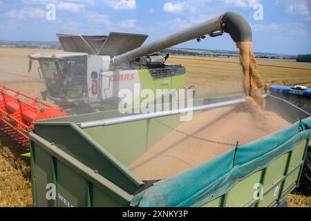 PRODUCTION - 01 août 2024, Saxe-Anhalt, Hötensleben : une moissonneuse-batteuse de la ferme Komp-Scheibe décharge du blé dans la remorque d'un tracteur en attente. La récolte de céréales est actuellement en cours dans la région de Börde, en Saxe-Anhalt. Photo : Klaus-Dietmar Gabbert/dpa crédit : dpa Picture alliance/Alamy Live News Banque D'Images