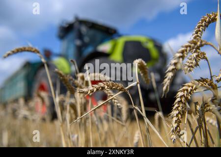 PRODUCTION - 01 août 2024, Saxe-Anhalt, Hötensleben : les épis de blé se dressent au bord d'un champ de la ferme Komp-Scheibe. Un tracteur peut être vu derrière eux. Les employés agricoles récoltent actuellement du blé. Photo : Klaus-Dietmar Gabbert/dpa crédit : dpa Picture alliance/Alamy Live News Banque D'Images