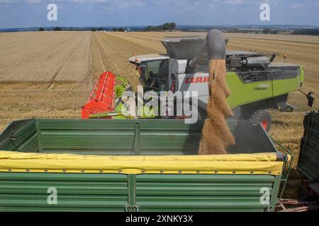 PRODUCTION - 01 août 2024, Saxe-Anhalt, Hötensleben : une moissonneuse-batteuse de la ferme Komp-Scheibe décharge du blé dans la remorque d'un tracteur en attente. La récolte de céréales est actuellement en cours dans la région de Börde, en Saxe-Anhalt. Photo : Klaus-Dietmar Gabbert/dpa crédit : dpa Picture alliance/Alamy Live News Banque D'Images