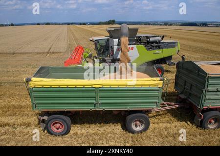 PRODUCTION - 01 août 2024, Saxe-Anhalt, Hötensleben : une moissonneuse-batteuse de la ferme Komp-Scheibe décharge du blé dans la remorque d'un tracteur en attente. La récolte de céréales est actuellement en cours dans la région de Börde, en Saxe-Anhalt. Photo : Klaus-Dietmar Gabbert/dpa crédit : dpa Picture alliance/Alamy Live News Banque D'Images