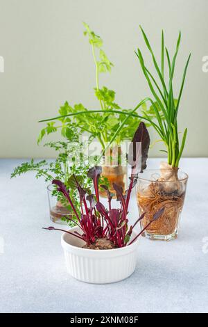 Culture à partir de déchets organiques, de carottes germées et de betteraves à la maison, d'oignons et de céleri et d'ail, fée de légumes utile et savoureux Banque D'Images