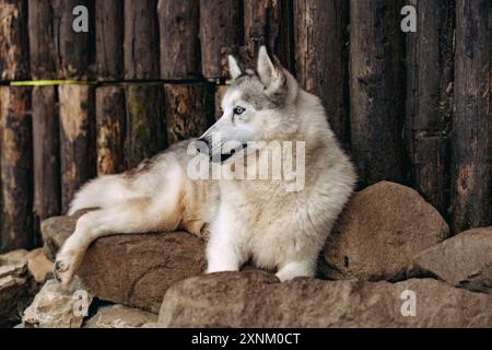 gros plan de chien husky mignon posé sur des rochers devant un mur de bois en rondins à l'extérieur Banque D'Images