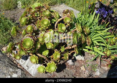 Aeonium arboreum, l'arbre aeonium, arbre houseleek, ou rose irlandaise. Banque D'Images