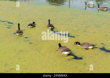 Les oies nagent dans l'herbe de canard sur le canal Dudley à Windmill End Junction dans le Black Country, West Midlands Banque D'Images