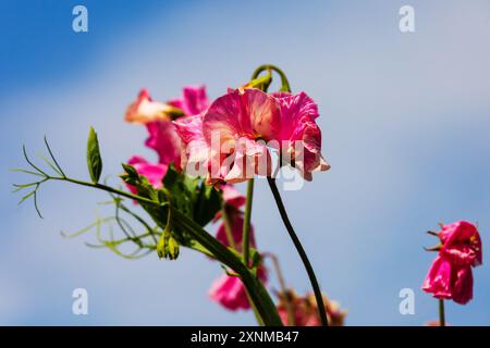 Fleurs de pois doux rouge rose foncé contre ciel bleu. Lathyrus odoratus, Banque D'Images