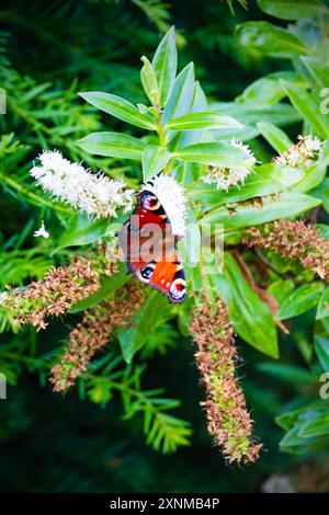 Papillons de paon, Inachis io, se nourrissant de buisson blanc de papillons, Buddleia, Buddleja davidii, Banque D'Images