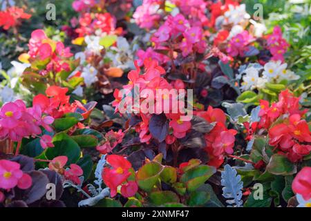 Parterre de fleurs. Begonia pousse dans le jardin. Fleurs roses. Banque D'Images