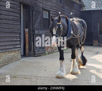 Shire Horse dans stable Yard Walking Banque D'Images