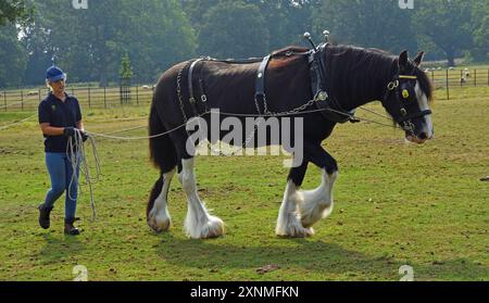 Shire Horse Walking avec femme Handler à Contryside. Banque D'Images