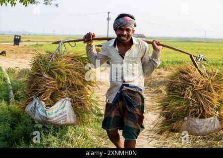 Champ de riz sur le riz paddy couleur verte la culture luxuriante est une agriculture. Les agriculteurs rentrent chez eux au Bangladesh. Cumilla, 21 avril 2024 Banque D'Images