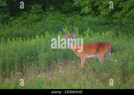 Buck à queue blanche un soir de juillet dans le nord du Wisconsin. Banque D'Images