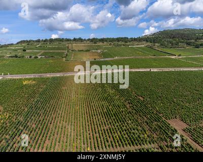 Vignobles verts autour du village de Puligny-Montrachet, Bourgogne, France. Vinification de vin sec blanc de haute qualité à partir de raisins Chardonnay sur grand cru classe vin Banque D'Images