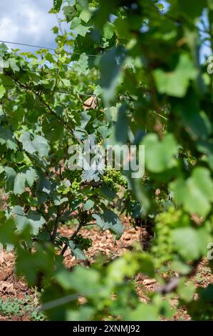 Vignobles verts autour du village de Puligny-Montrachet, Bourgogne, France. Vinification de vin sec blanc de haute qualité à partir de raisins Chardonnay sur grand cru classe vin Banque D'Images