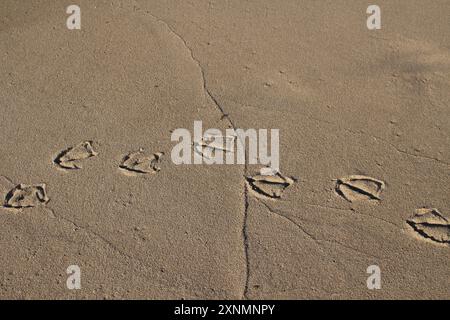 Pélican empreintes sur le sable de plage pour le fond, Julien Bay, Australie occidentale Banque D'Images