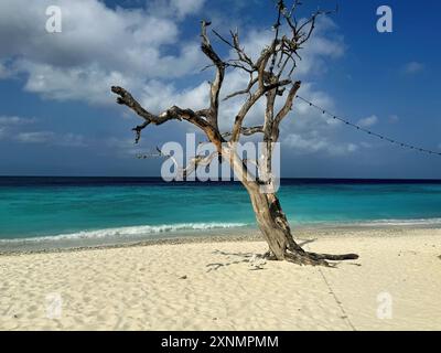 Mort, vieux, arbre unique avec des lumières de fée sur la plage et la mer à Curaçao Banque D'Images