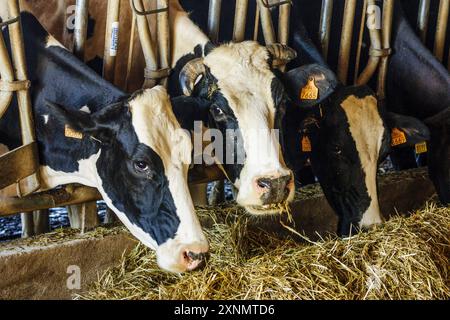 Fabricacion artesanall de queso Binibeca de Jaume Pons - dénominación de origen Mahon artesano- finca Alcaiduset, Alaïor, Menorca, Islas Baleares, es Banque D'Images