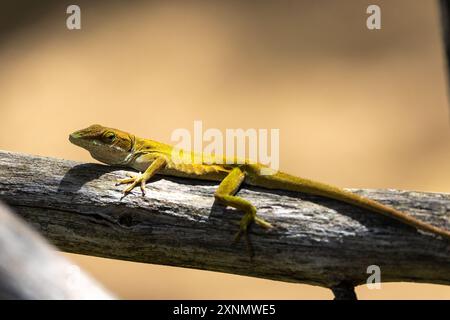 Lézard anole relaxant sur une branche d'arbre Banque D'Images