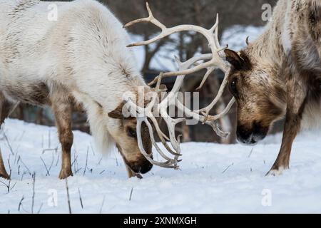 Pâturage du caribou des bois (Rangifer tarandus caribou) avec des bois enfermés, en hiver, tourné à Ecomuseum, parc zoologique de Sainte-Anne-de-Bellevue, Qc Banque D'Images