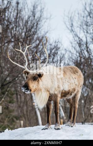 Pâturage du caribou des bois (Rangifer tarandus caribou) avec des bois enfermés, en hiver, tourné à Ecomuseum, parc zoologique de Sainte-Anne-de-Bellevue, Qc Banque D'Images