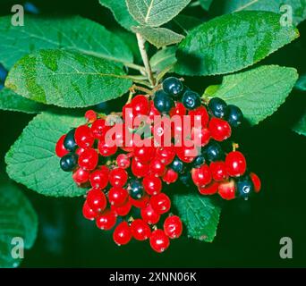 Zuerst rot und dann schwarz faerben sich die reifenden Fruechte des Wolligen Schneeballs Viburnum lantana, eines attraktiven Ziergehoelzes, waehrend des Sommers Wolliger Schneeball *** les fruits mûrissants de la boule de neige laineuse Viburnum lantana, un arbuste ornemental, d'abord rouge puis noir pendant l'été. Banque D'Images