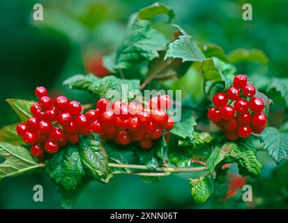 Leuchtend rot faerben sich die Fruechte des Gemeinen Schneeballs Viburnum opulus, eines attraktiven Ziergehoelzes, zur Herbstzeit Schneeball-Beeren *** les fruits de la boule de neige commune Viburnum opulus, un arbuste ornemental attrayant, deviennent rouge vif à l'automne Banque D'Images