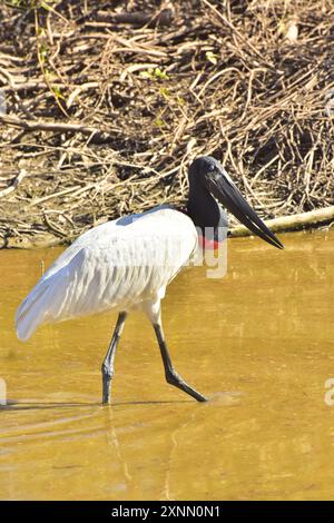 L'oiseau Tuiuiu est le symbole du Pantanal du Mato Grosso, une zone vierge pour observer la faune au Brésil Banque D'Images