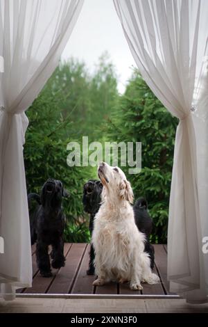 Un groupe de chiens, dont des Terriers écossais et un Setter anglais, regardent attentivement sur un patio entouré d'une végétation luxuriante et d'un blanc qui coule Banque D'Images