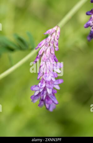 Vetch tufté fleuri (Vicia cracca) à Herts Banque D'Images