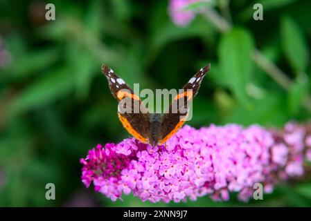 Red Admiral (Vanessa Atalanta) papillon perché sur des fleurs roses vibrantes dans un cadre verdoyant. Banque D'Images