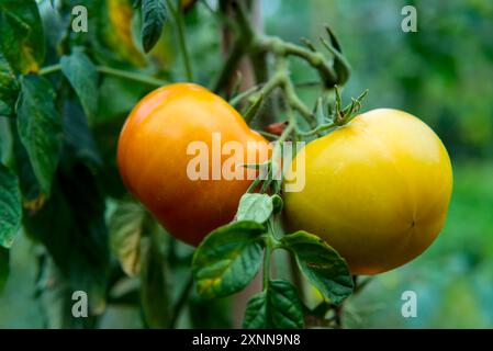 Deux tomates mûrissantes sur une vigne, une orange, une jaune, avec des feuilles vertes en arrière-plan. Banque D'Images