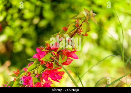 Bougainvillea, fleur de papier Bougainvillea hybrida soft focus avec fond flou. Exotique, belle petite fleur de bougainvilliers violets. Banque D'Images