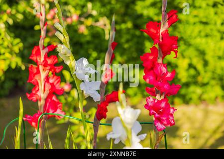 Belle vue de fleurs de gladiolus blanc et rouge poussant dans le lit de fleurs sur fond de jardin flou. Banque D'Images