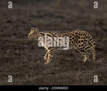 Le serval (Leptailurus serval) est un chat sauvage originaire d'Afrique. Elle est répandue dans les pays subsahariens, à l'exception des régions forestières tropicales Banque D'Images