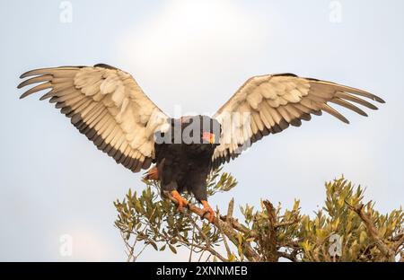 Le bateleur, également connu sous le nom d'aigle bateleur (Terathopius ecaudatus), est un aigle de taille moyenne de la famille des Accipitridae Banque D'Images