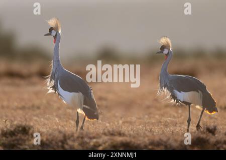 Grue à couronne grise (Balearica regulorum), également connue sous le nom de grue à couronne africaine, grue à crête dorée, grue à couronne dorée, grue est africaine Banque D'Images