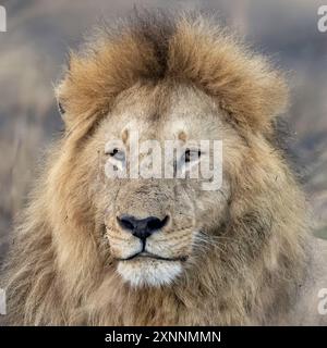Le lion mâle (Panthera leo), est un grand chat du genre Panthera, originaire d'Afrique et d'Inde Banque D'Images