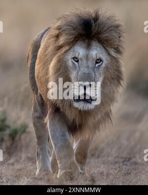 Le lion mâle (Panthera leo), est un grand chat du genre Panthera, originaire d'Afrique et d'Inde Banque D'Images