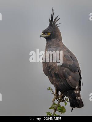 L'aigle à crête longue (Lophaetus occipitalis), est un oiseau de proie africain caractérisé par sa crête de plumes Banque D'Images