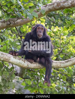 Chimpanzé (Pan troglodytes), forêt nationale de Kibale, Ouganda, Afrique Banque D'Images