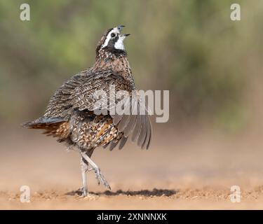Caille de Virginie (Colinus virginianus), ranch de Santa Clara, vallée du Rio Grande, Texas du Sud Banque D'Images