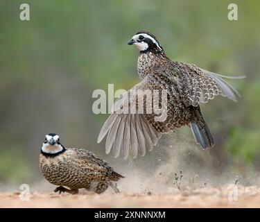 Caille de Virginie (Colinus virginianus), ranch de Santa Clara, vallée du Rio Grande, Texas du Sud Banque D'Images