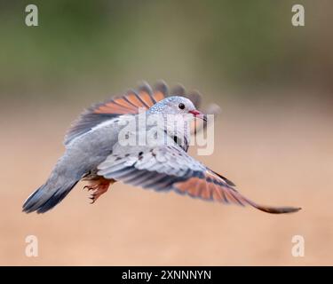 Colombe commune (Columbina passerina), est considérée comme la plus petite colombe qui habite aux États-Unis Banque D'Images