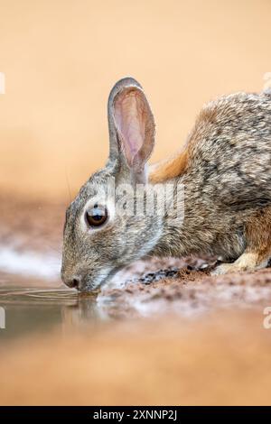 Desert Cottontail ou Audubon's Cottontail (Sylvilagus audubonii) au trou d'eau. Contrairement au lapin européen, ils ne forment pas de systèmes de terrier social Banque D'Images