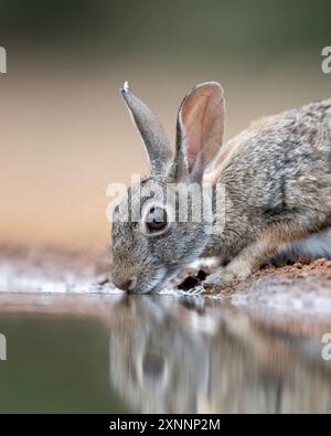 Desert Cottontail ou Audubon's Cottontail (Sylvilagus audubonii) au trou d'eau. Contrairement au lapin européen, ils ne forment pas de systèmes de terrier social Banque D'Images