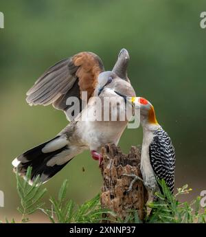 Pic doré (Melanerpes aurifrons) interagissant avec la colombe à pointe blanche (Leptotila verreauxi) Banque D'Images