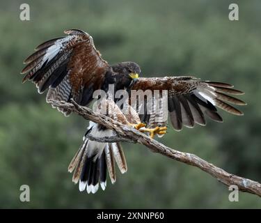 Harris's Hawk (Parabuteo unicinctus), vallée du Rio Grande, Texas du Sud Banque D'Images