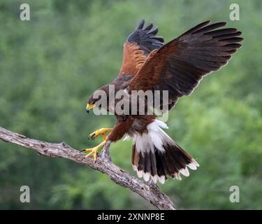 Harris's Hawk (Parabuteo unicinctus) débarquant, anciennement connu sous le nom de faucon à ailes de baie, faucon sombre, et parfois faucon loup, Banque D'Images